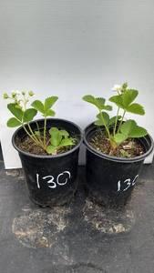 .5 gallon Strawberries, Lot of 2