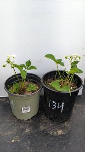 .5 gallon Strawberries, Lot of 2