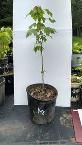 1.5 - 2 ft. Red Maple
