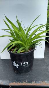 2 gallon Grape Daylily