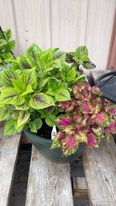 Coleus planter (contains 3 varieties)
