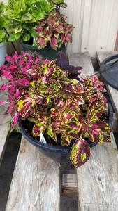 Coleus planter (contains 3 varieties)