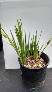 2 gallon Light Yellow Siberian Iris
