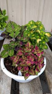 Coleus planter (contains 3 varieties)