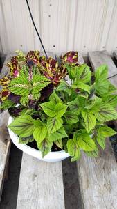 Coleus planter (contains 3 varieties)