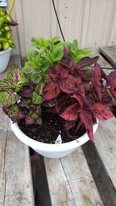 Coleus planter (contains 3 varieties)