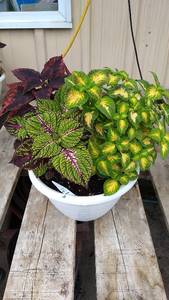 Coleus planter (contains 3 varieties)