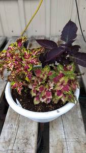 Coleus planter (contains 3 varieties)
