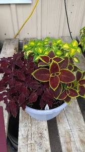 Coleus planter (contains 3 varieties)
