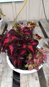 Coleus planter (contains 3 varieties)