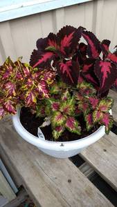 Coleus planter (contains 3 varieties)