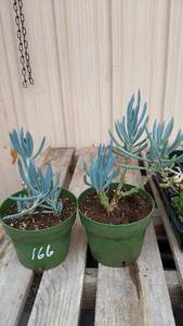 Blue Chalksticks succulent, Lot of 2