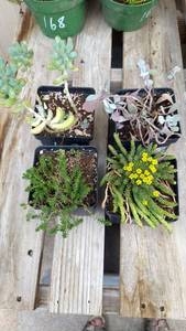 Assorted succulents, Lot of 4