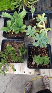 Assorted succulents, Lot of 4