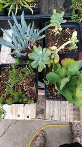 Assorted succulents, Lot of 4