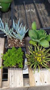 Assorted succulents, Lot of 4