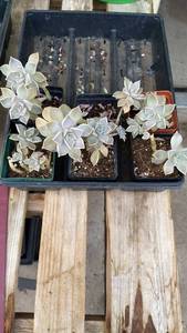 Ghost Plant succulents, Lot of 8