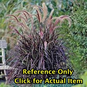 .5 gallon Purple Fountain Grass