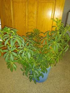 2 ft Dwarf Umbrella Tree