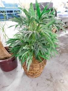 lot 374 image: Plant Decor