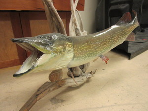lot 842 image: MUSKIE TAXIDERMY