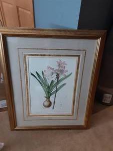 lot 102 image: Framed Amanjllis Belladonna