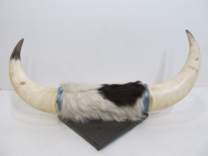 lot 248 image: Mounted BullSteer Horn Wall display