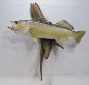 lot 79 image: Excellent 27 Taxidermy Walleye Mount on Driftwood