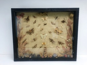 lot 257 image: Large Genuine Butterfly & Moth Specimen Shadowbox Display wLarger Agates