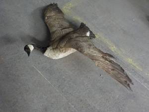 lot 15 image: Taxidermy Stuffed Goose 52 wing sp...