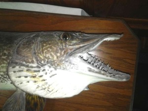 lot 1 image: 42 in. Mounted Northern, glass eyes.