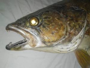 lot 2 image: 26  Walleye, free hanging, glass eyes