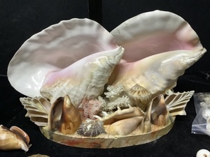 lot 125 image: Shells, Shells & More Shells