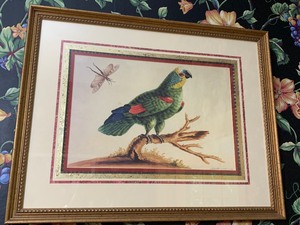 Framed ArtworkParrots