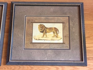 Four Framed Wildlife Prints