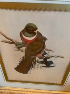 Framed Bird Prints