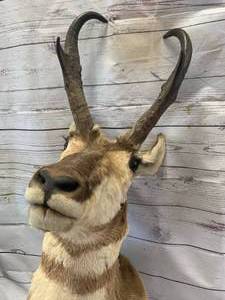 lot 44 image: Pronghorn Antelope Taxidermy Shoulder Mount