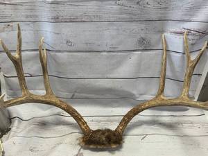 lot 46 image: 10 Point Rack