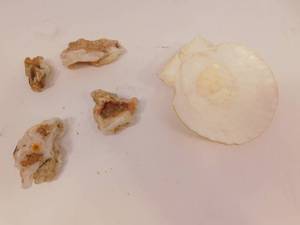 lot 58 image: Sea Shell  Decorative Rock