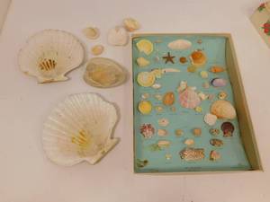lot 98 image: Sea Treasures Collection #2