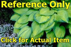 2 gallon Hosta Gold Standard