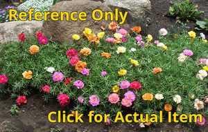 1 flat Moss Rose (Portulaca)