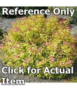 1 gallon Gold Mound Spirea