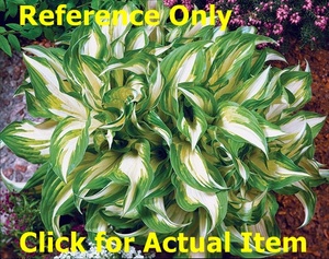 2 gallon Hosta Undulata