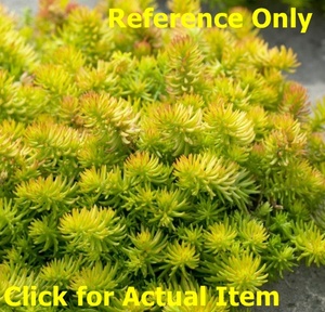 .5 gallon Angelina Sedum, Lot of 2