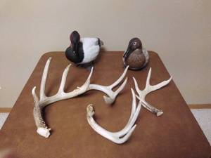 lot 149 image: Fake ducks and deer antlers