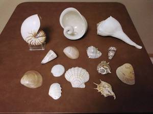 lot 153 image: Lot of sea shells