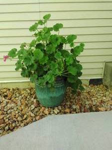 lot 503 image: Lot of Flower Pots & Sheppards Hooks