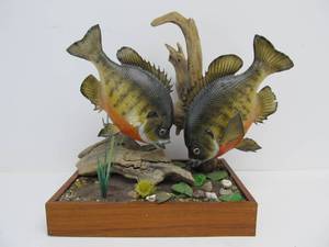 lot 208 image: Great Looking Taxidermy Sunfish Mounted Display