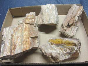 Petrified Wood